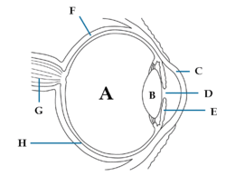 Diagrama do olho humano mostrando o nervo óptico