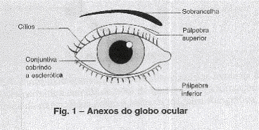 Anexos do globo ocular